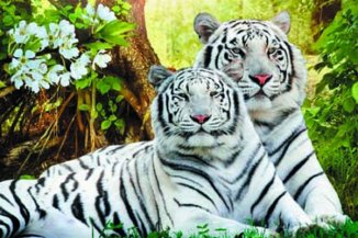 3D Picture 9521--Two White Tigers